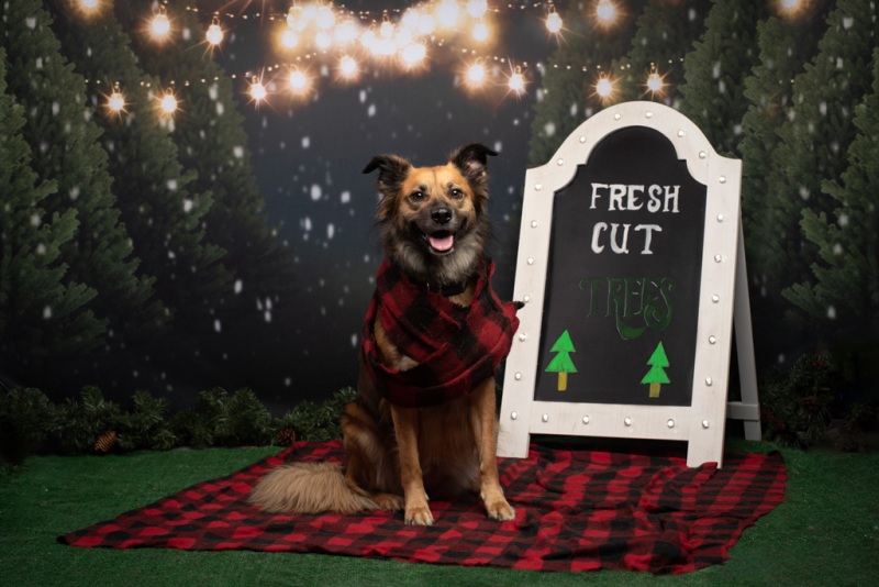 allpaws-christmasinjuly2020-12