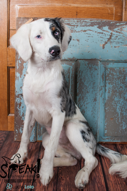 Alexis, 6 month old deaf aussie girl is a firecracker puppy that loves to play. She has great vision, stunning blue eyes and gets along with dogs, cats and kids. She is working hard on potty and crate training and her new family needs to continue the training that has been started.